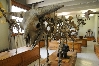 Les collections de Paléontologie 
