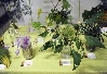 Exposition Mycologique et plantes 40.JPG