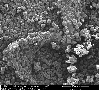 Image Microscopie Gluten 
