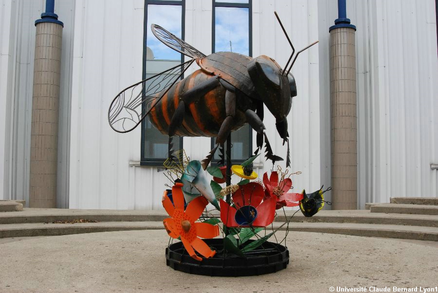 Photothèque Lyon 1 - L'abeille