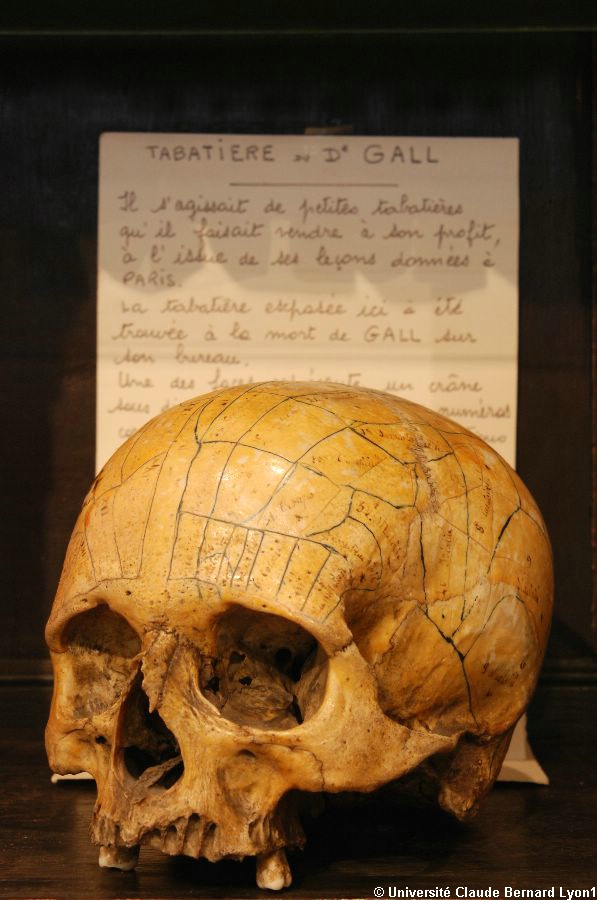 Photothèque Lyon 1 - Crâne