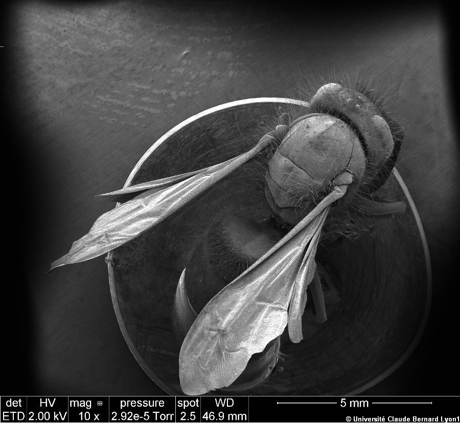 Photothèque Lyon 1 - Insecte