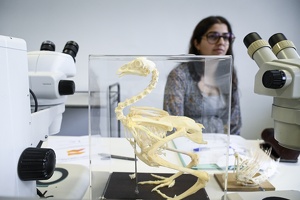TP d' anatomie comparée, squelette de vertébrés variés