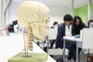 TP d' anatomie comparée, squelette de vertébrés variés