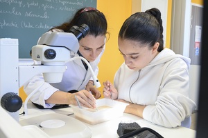 Enseignement à l'université