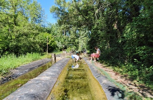 Etude Etang du campus de la Doua Sciences