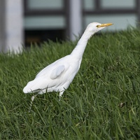 Oiseau sur le campus