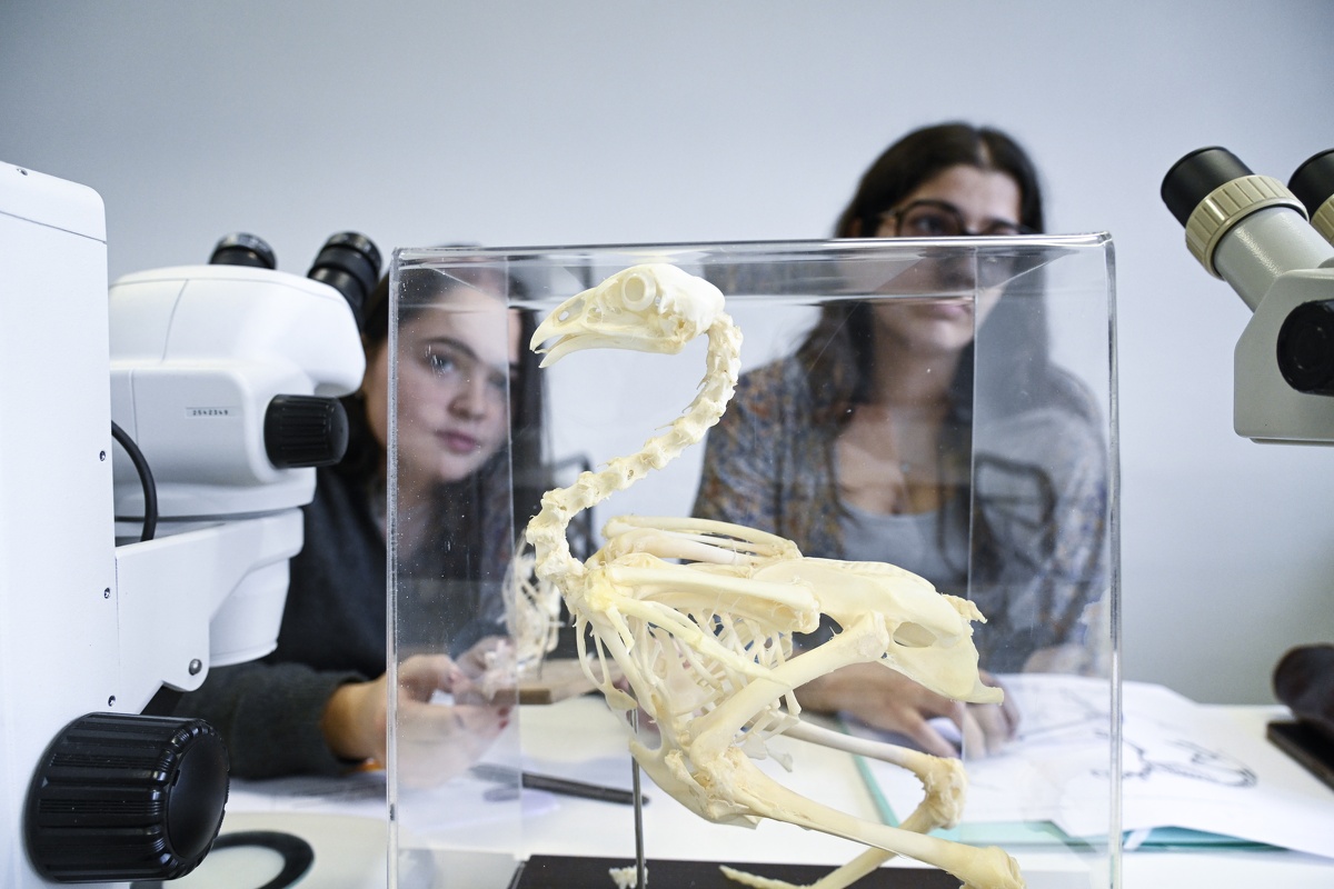 TP d'Anatomie comparée, squelette de vertébrés variés, Gilles Cuny, Laurent Viriot 2026 (35).jpg