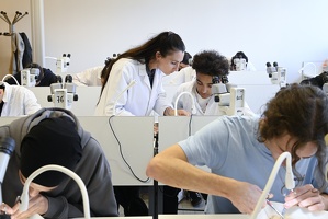 TP diversité du vivant, partie animale, L1, dissection du lombric, Mylène Dutour 