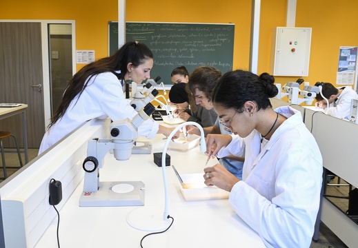 Enseignement