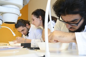 TP diversité du vivant, partie animale, L1, dissection du lombric, Mylène Dutour