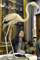 Etude des oiseaux, cours en Zoologie