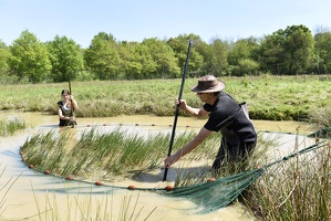 étude sur les tritons