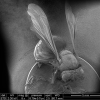 Insecte abeille