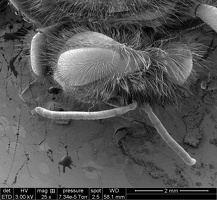 Insecte abeille