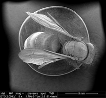Insecte abeille