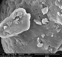  Image Microscopie Gluten