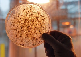 Serre, Germination de graînes 