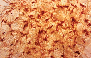 Serre, Germination de graines 