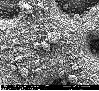 Image Microscopie Gluten 