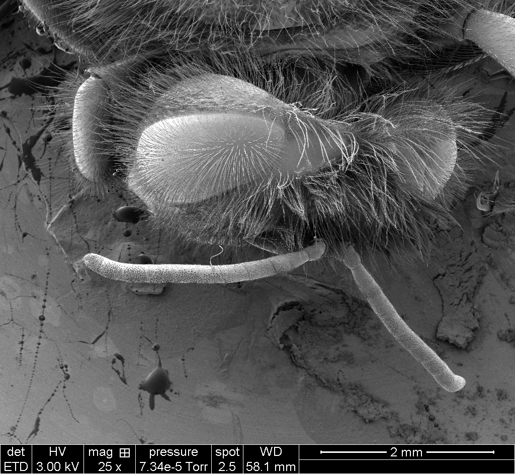 HD_11_03_2026_09_58_28_Insecte.jpg